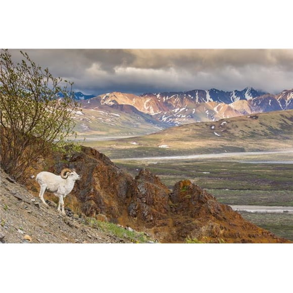 Adult Ram Dall Sheep on A Hillside Overlooking Polychrome Pass & The Alaska Range Denali National Park Interior Alaska Poster Print - 38 x 24 in. - Large