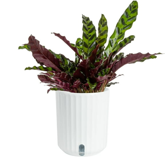 Costa Farms 12" Calathea Rattlesnake Live House Plants in 5" Self-Watering Planter