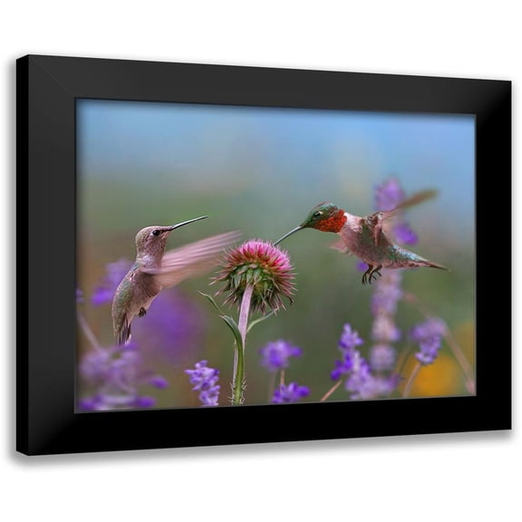 Fitzharris, Tim 14x12 Black Modern Framed Museum Art Print Titled - Ruby Throated Hummingbird at Bull Thistle
