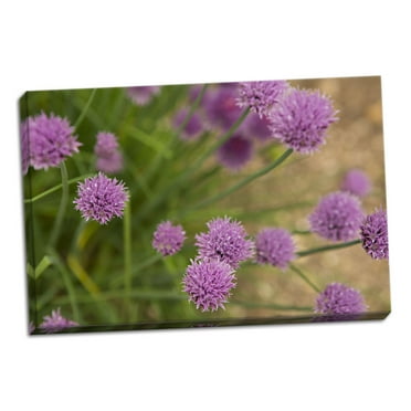 Gango Home Decor Contemporary Purple Flower Ball I by Karyn Millet (Ready to Hang); One 24x16in Hand-Stretched Canvas
