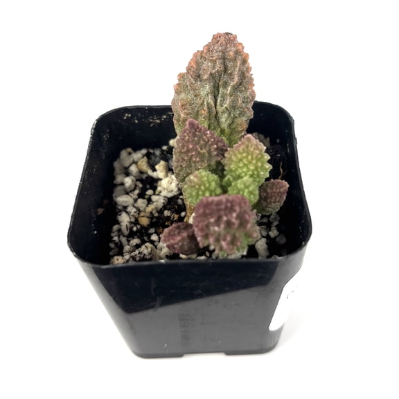 Green, Red, Purple Adromischus Herrei Live Plants, 2in Plastic Pot, Rare, Easy to Grow