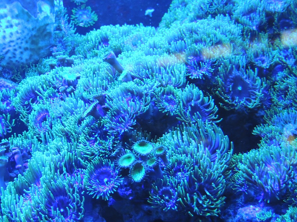 Coral Background Underwater Water Blue Reef-20 Inch By 30 Inch
