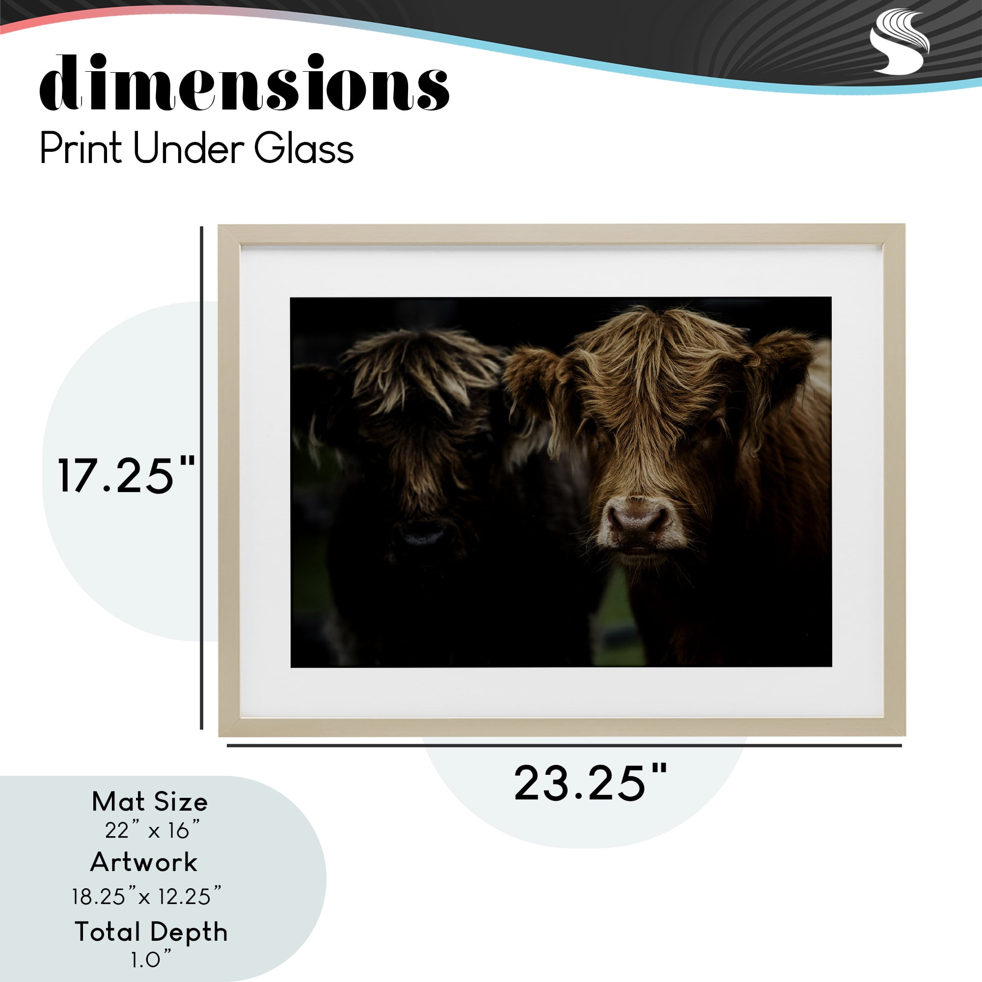 Cow Faces Highland Pair Birch Framed Print Under Glass, design by Amy Carroll