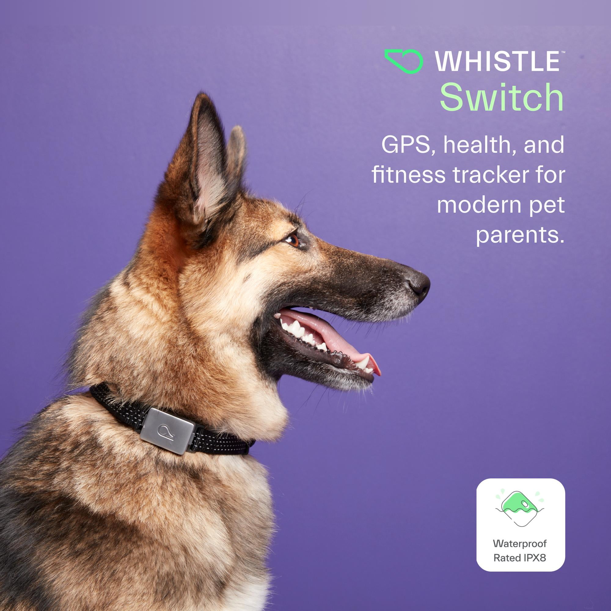 Whistle Switch GPS + Health + Fitness Smart Dog Collar, 24/7 Perro GPS  Tracker Plus Monitor de salud y fitness del perro, diseño elegante