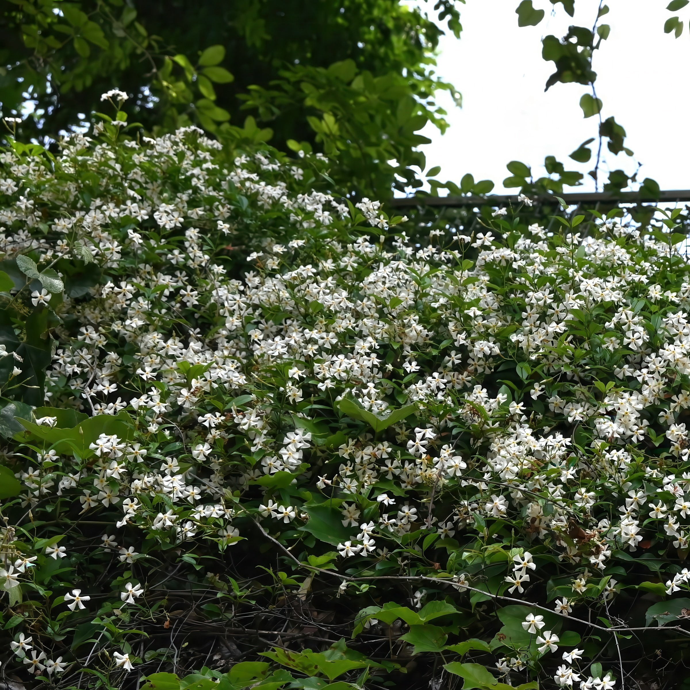 National Plant Network 4 in. Asiatic Jasmine (3-Pack)