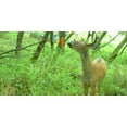 thumbnail image 3 of WILDLIFE RESEARCH QUIK WIKS SCENT DISPENSER 3-PACK, BLISTER CARDED, 3 of 5