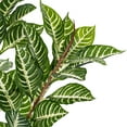 thumbnail image 3 of Vickerman 35" Artificial Green Real Touch Zebra Plant., 3 of 6