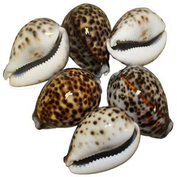 US Shell 6 Piece Tiger Cowries Sea Shell 7 to 8 Centimeters in Size Brown
