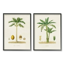 Stupell Industries Minimal Green Palm tree Coconuts Diagram Illustration Drawings Black Framed Art Print Wall Art Set of 2, 16x20, by World Art Group