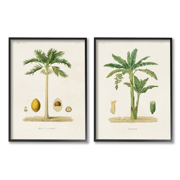 Stupell Industries Minimal Green Palm tree Coconuts Diagram Illustration Drawings Black Framed Art Print Wall Art Set of 2, 16x20, by World Art Group