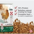 thumbnail image 4 of Purina 3007296-245 Layena+ 10 lb. Bag High Protein Layer Chicken Pelleted Feed, 4 of 4