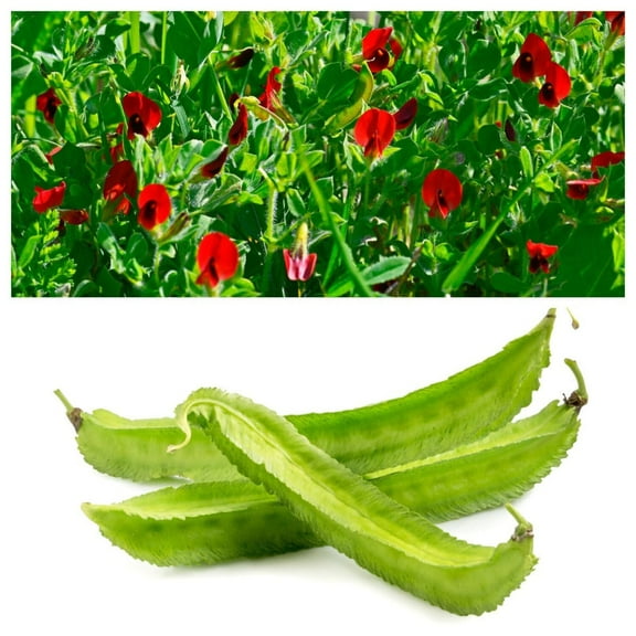 50 Seeds ASPARAGUS PEA Winged Pea Lotus Tetragonolobus Red Flower Legume Vegetable Seeds