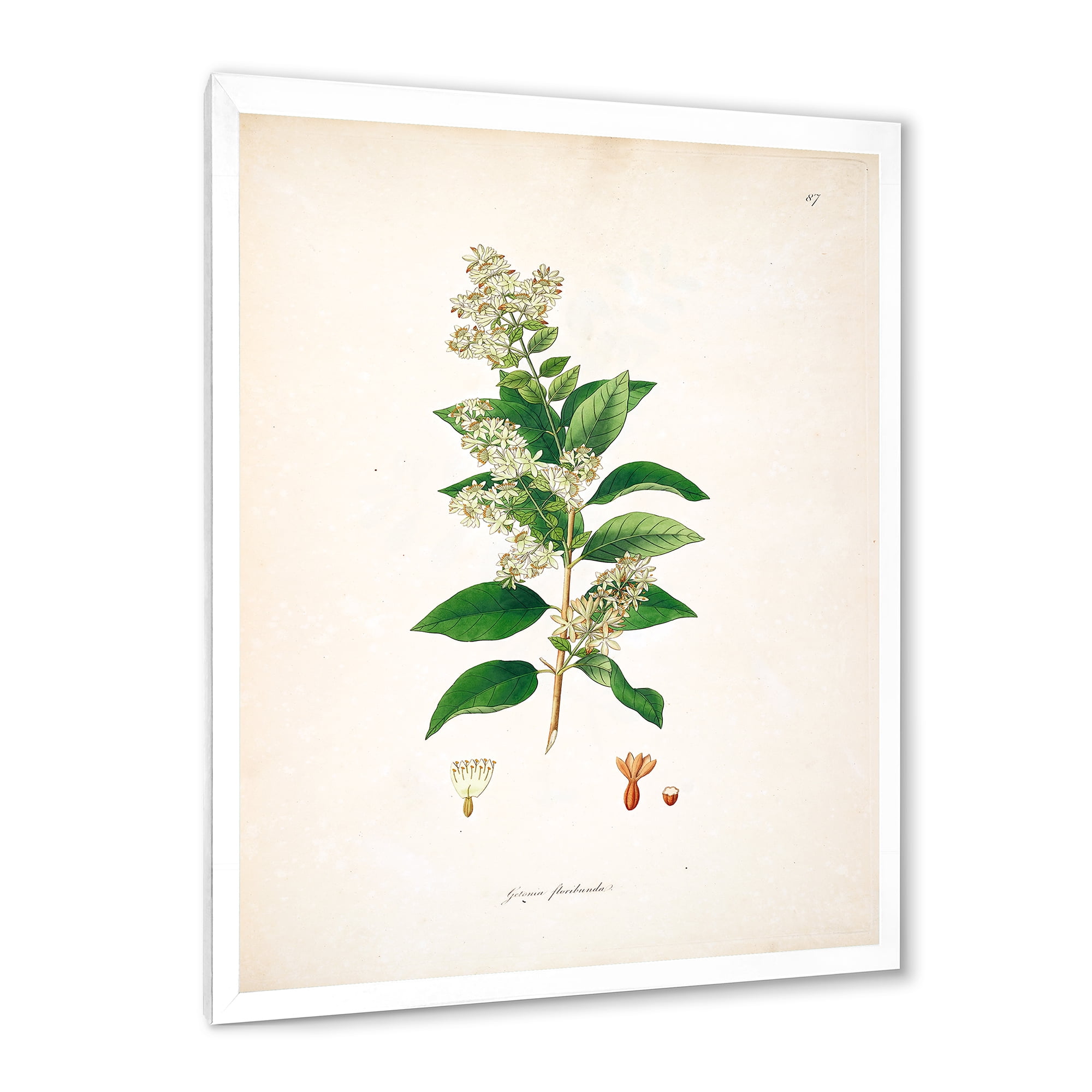 Designart 'Ancient Botanicals XVII' Farmhouse Framed Art Print