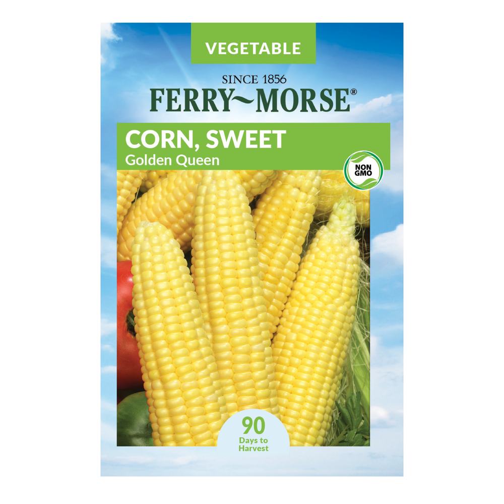 FerryMorse Golden Queen Sweet Corn Seeds Since 1856, NonGMO