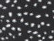 Black Tossed Confetti