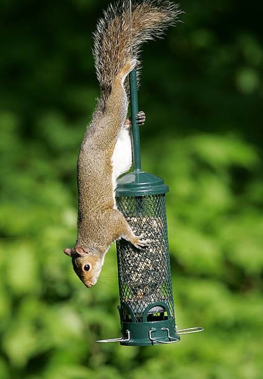 Brome Squirrel Buster Mini 1055 Squirrel Proof Birdfeeder by Brome Squirrel Buster
