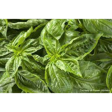 Proven Winners Basil Qt with Grower Pot