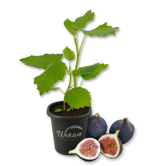 Magnolia Fig Tree - 1 Live Starter Plant - Ficus Carica - Edible Fruit Tree for The Patio and Garden