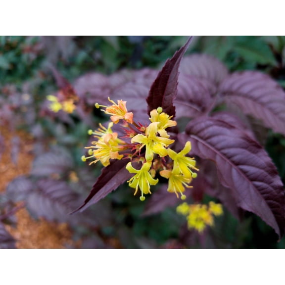 Jumbo Pint Nightglow Honeysuckle (Diervilla) Live Shrub, Vibrant Yellow Flowers