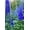 Unframed, variant on Art.com Delphinium larkspur, VanDusen Botanical Garden, Vancouver, British Columbia, Canada. Photographic Print by William Perry, 12" x 18"