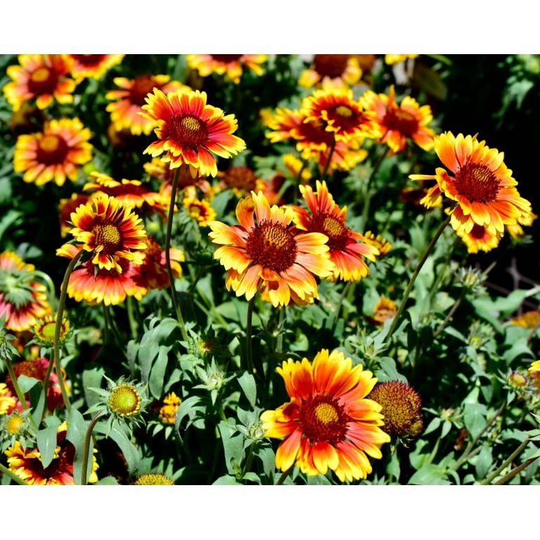 rose seeds Balsamine Rose Flower Seeds main image 1