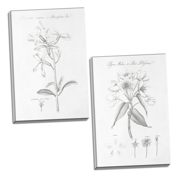Gango Home Decor Vintage Botany Book VIII & IX by Wild Apple Portfolio (Ready to Hang); Two 16x24in Hand-Stretched Canvases