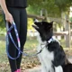thumbnail image 5 of Leashboss Martingale Collar Para Perros - Cadena De Acero..., 5 of 6