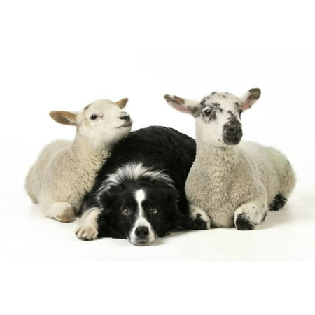 Dog and Lamb, Border Collie Sitting Between Two Cross Print Wall