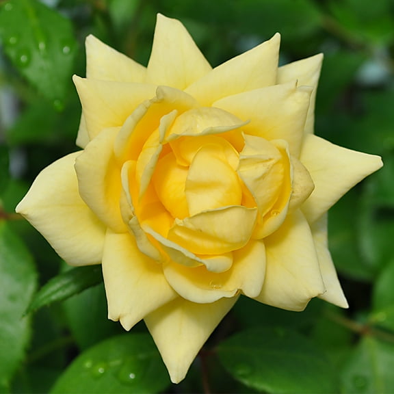 Light Of Day Floribunda Rose by Heirloom Roses - Live Yellow Rose Bush