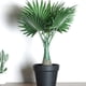 thumbnail image 5 of Cateissary Árbol tropical falso verde con bajo mantenimiento y hoja de imitación ecológica para interiores o exteriores Decoración Plátano, 5 of 6