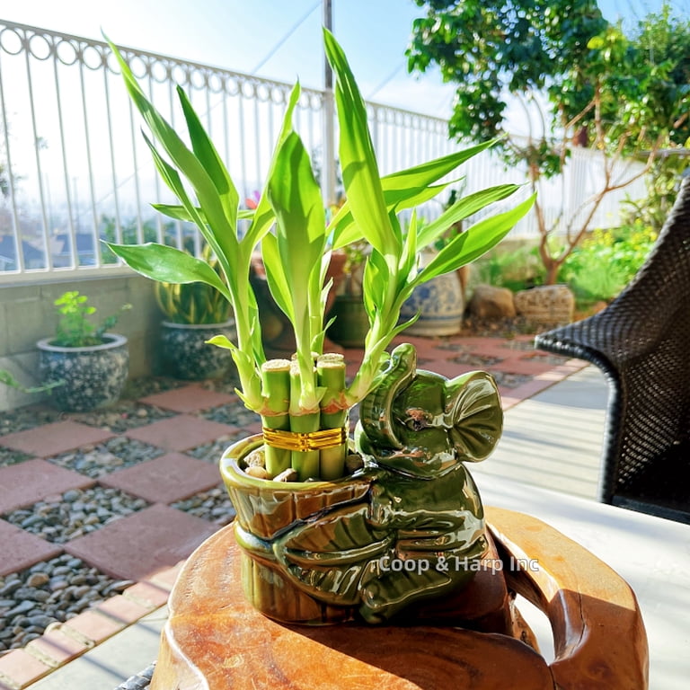 6-stalk of 4" Small Lucky Bamboo Live Indoor Plant with Ceramic Elephant Vase, Live Indoor Lucky Bamboo for Home, Office and Gift