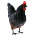 thumbnail image 4 of Esquirla Realistic Lifelike Feather Rooster Simulation Farm Animal, 4 of 8