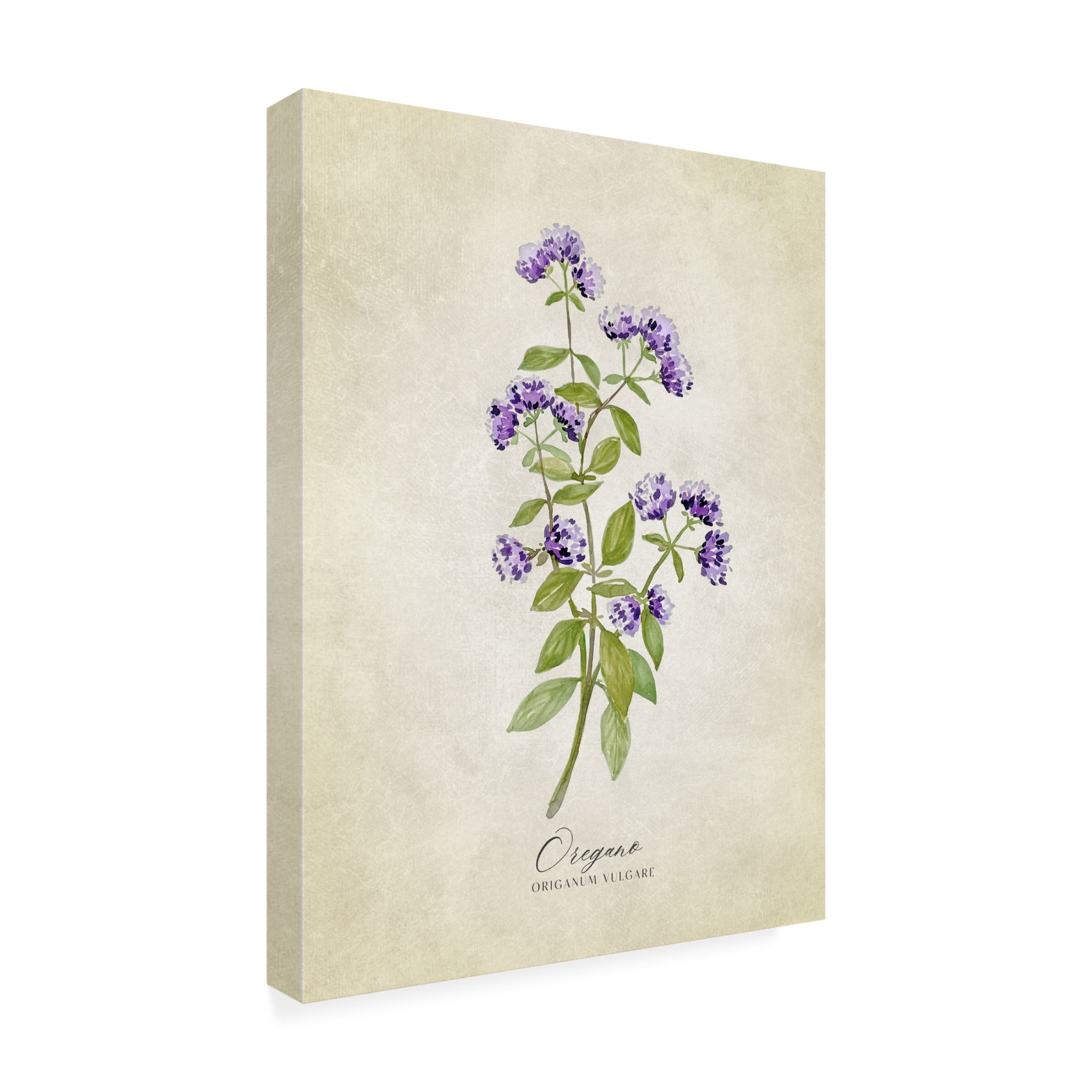 Trademark Fine Art Rosana Laiz Blursbyai Oregano vintage Canvas Wall Art
