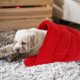 thumbnail image 4 of WEUVEB Calefactable Para Mascotas Roja Con Acolchonada Para Perros Y, 4 of 6