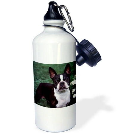 - 3dRose Boston Terrier Duke, Sports Water Bottle, 21oz