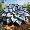 thumbnail image 3 of Cold-Hardy Mixed Colorful Hosta Seeds -500–1500 Seeds — Rare Perennial Plant — Easy Care — Ideal for Outdoor Gardens and Flowerbeds, 3 of 8