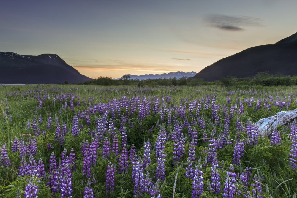Field Of Arctic Lup