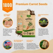 Organo Republic Imperator 58 Carrot Seeds – 1,800+ Non-GMO Heirloom Seeds, 2G Packet for Planting Vegetables Indoors & Outdoors, Sweet and Crisp Carrots for Home Garden