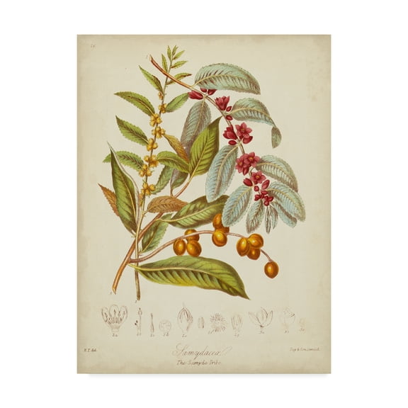 Trademark Fine Art 'Twining Botanicals VIII' Canvas Art by Elizabeth Twining