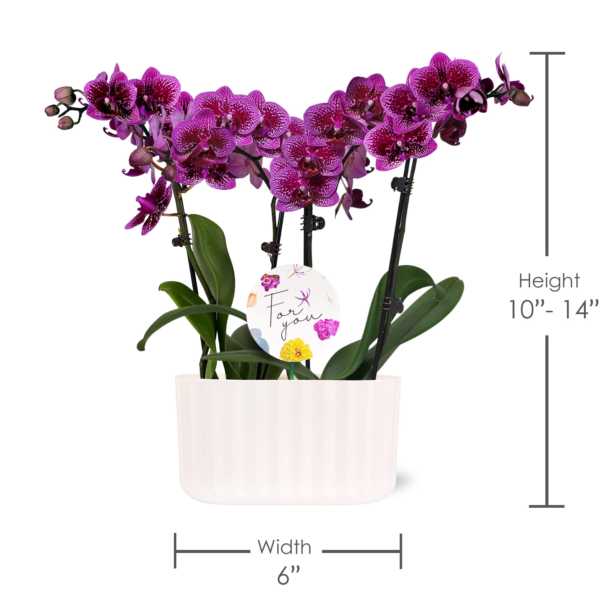 Green Circle Growers 6" Double Mini Dark Purple Orchid Live Plants in White Memphis Planter – Mother’s Day Gift