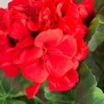 thumbnail image 2 of Set of 3 Silk Red Geranium Bouquets - For Spring and Summer Floral Arrangements, Centerpieces and Home Decor, 2 of 7