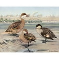 thumbnail image 2 of Louis Agassiz Fuertes 14x12 Gold Ornate Wood Frame and Double Matted Museum Art Print Titled - Bahama Duck, Galapagos Island Duck, African Red-Billed Duck (1922-1926), 2 of 4