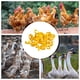 thumbnail image 5 of 100 anillos para patas de pollo, cierre de etiqueta de plástico ajustable para pollo, pato, ganso, 5 of 6