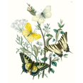 thumbnail image 3 of Unknown 15x18 Black Modern Framed Museum Art Print Titled - British Butterflies II, 3 of 5