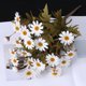 thumbnail image 3 of Mums Sunset Mums Outdoor Sunset Mums Flores Resistente al viento Flores de otoño con pétalos reales, 3 of 3