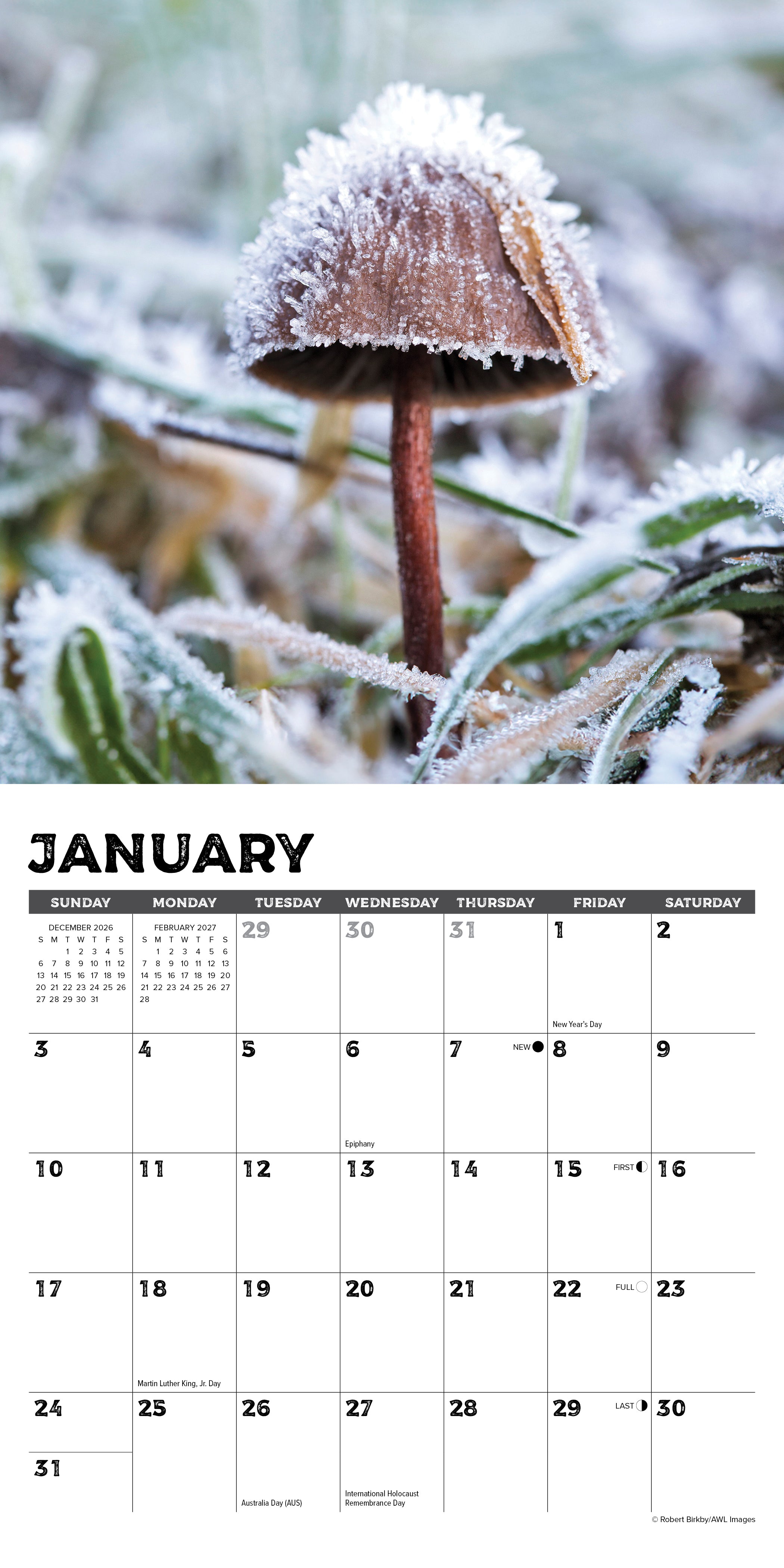 Willow Creek Press, Mushrooms 2027 Mini Wall Calendar