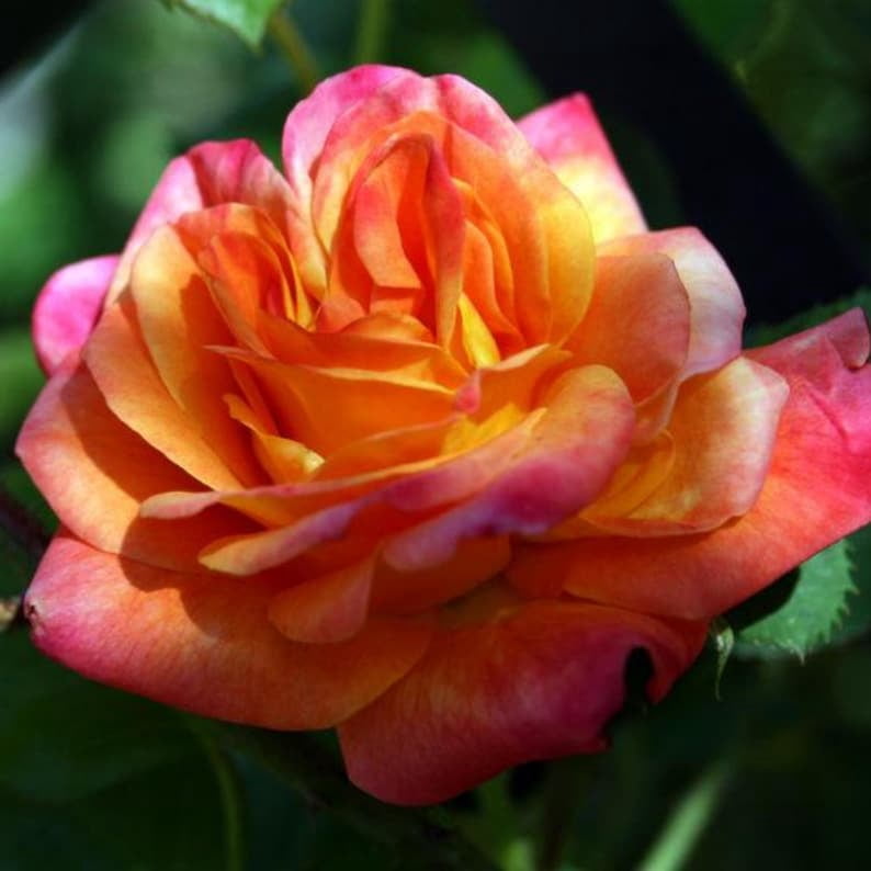 30 Seeds Climbing Joseph's Coat Rose Seeds Perennial Non, Mix for Garden Planting