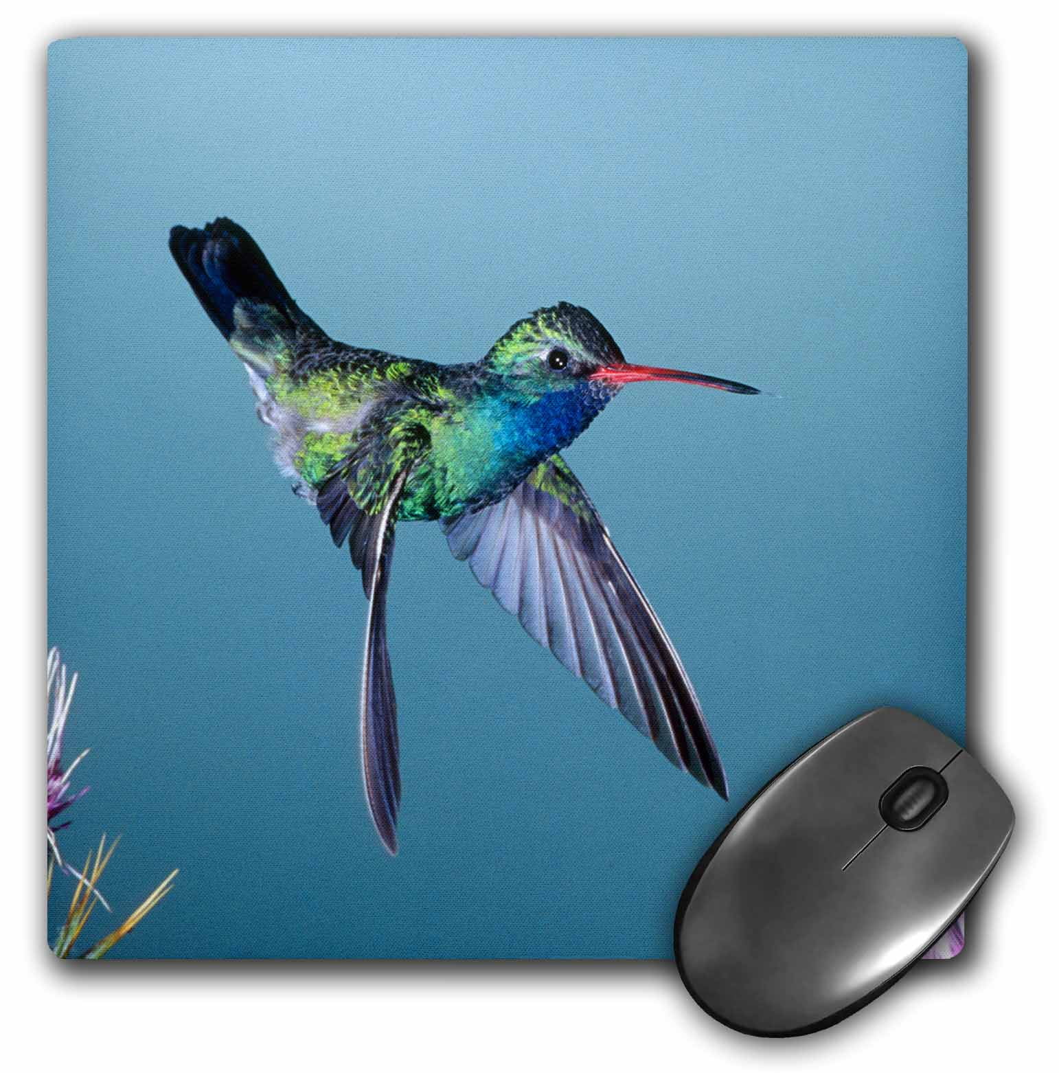 3dRose Male Broadbill Hummingbird - NA02 DNO0617 - David Northcott ...