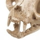 thumbnail image 3 of Esqueleto de gato de resina, modelo de cráneo de gato de la fortuna, figura decorativa para acuario o pecera., 3 of 7