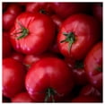 thumbnail image 1 of Everwilde Farms - 1 lb Moneymaker Heirloom Tomato Seeds - Gold Vault Bulk Seed Packet, 1 of 2